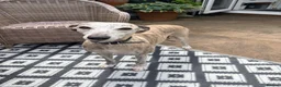 Mixed Breed dogs for sale: Vizzy whips puppies for sale  - Advert 5