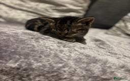 American Shorthair cats for sale: Tabby Kitten  - Image 41