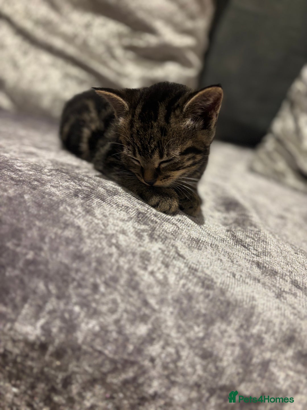 American Shorthair cats for sale: Tabby Kitten  - Image 41