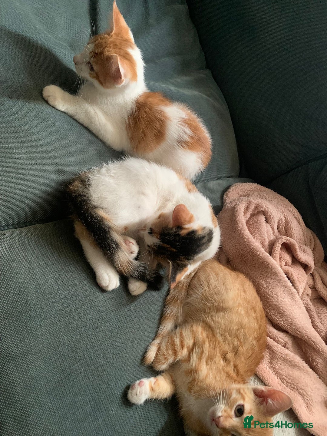 Mixed Breed cats for sale: Kittens for sale - Image 7