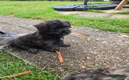 Mixed Breed dogs for sale: F1 Westipoos  - Image 17