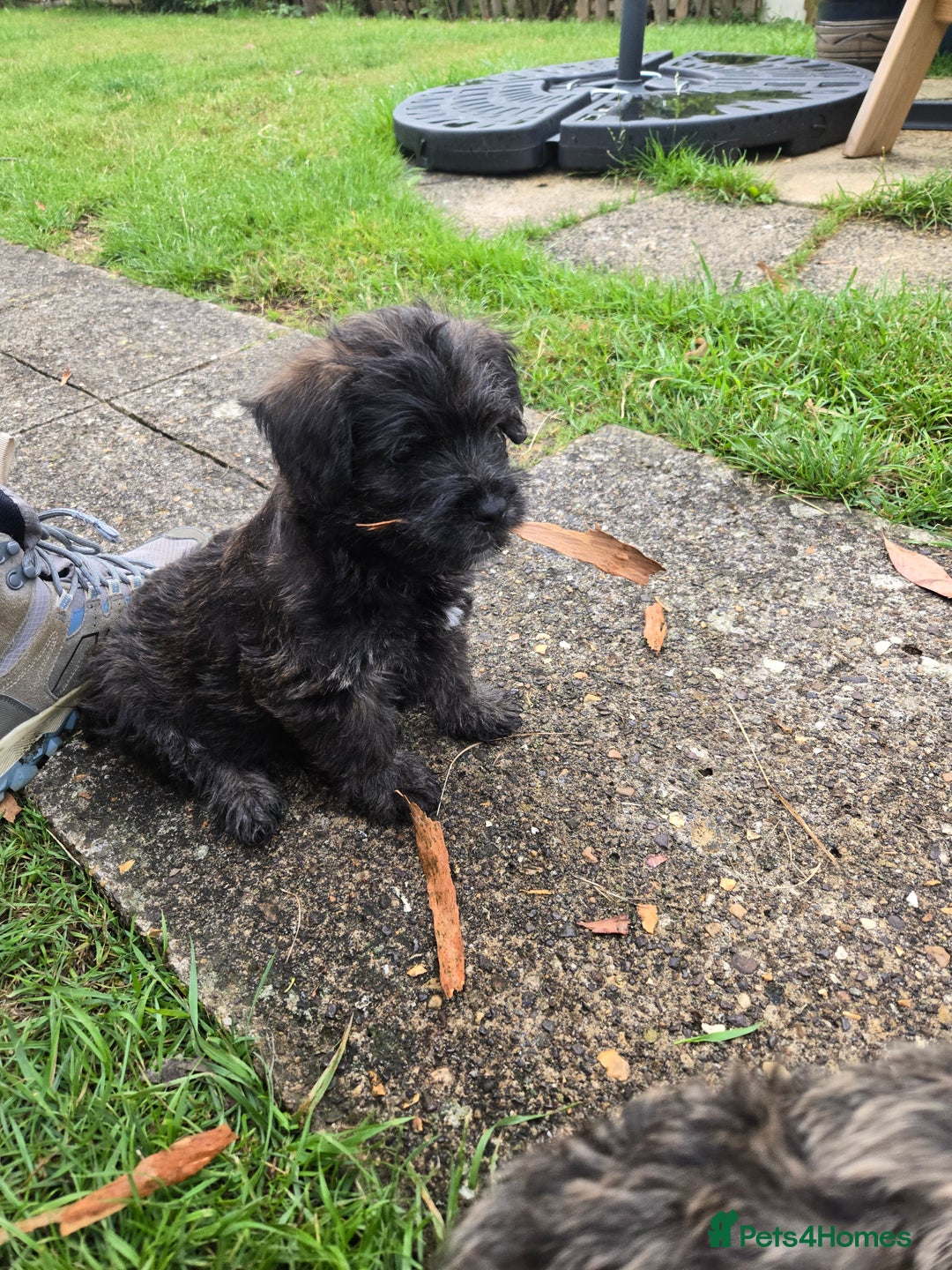 Mixed Breed dogs for sale: F1 Westipoos  - Image 17