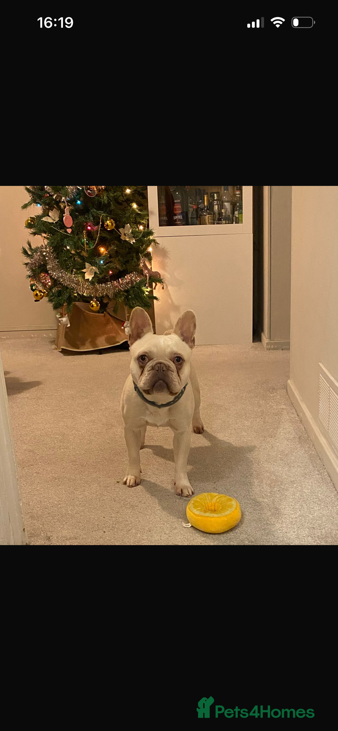 French Bulldog dogs for sale: French bulldog  - Advert 2