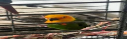 Conures birds for sale: Jenday and green cheek conures with cage  in Cannock - Advert 5