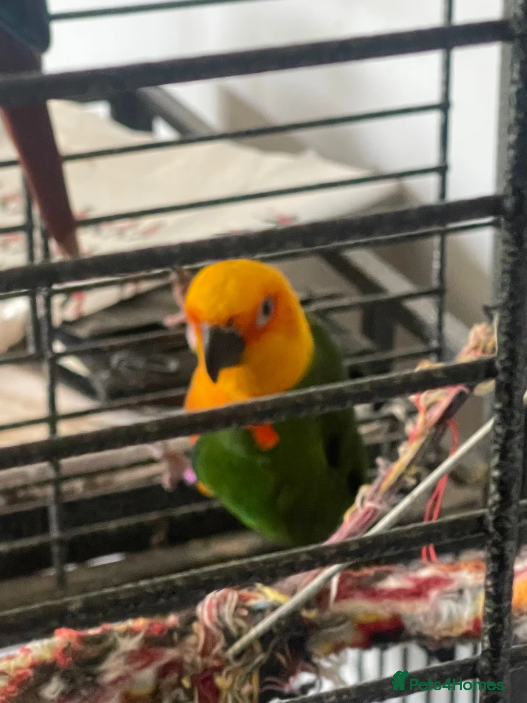 Conures birds for sale: Jenday and green cheek conures with cage  in Cannock - Advert 5