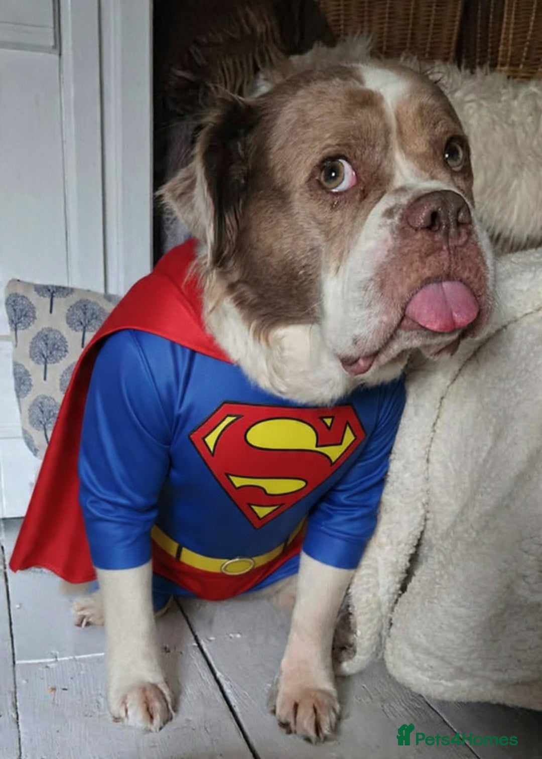 Olde English Bulldogge dogs for sale: Mammut : Fluffy Olde English Bulldog puppies. - Advert 17