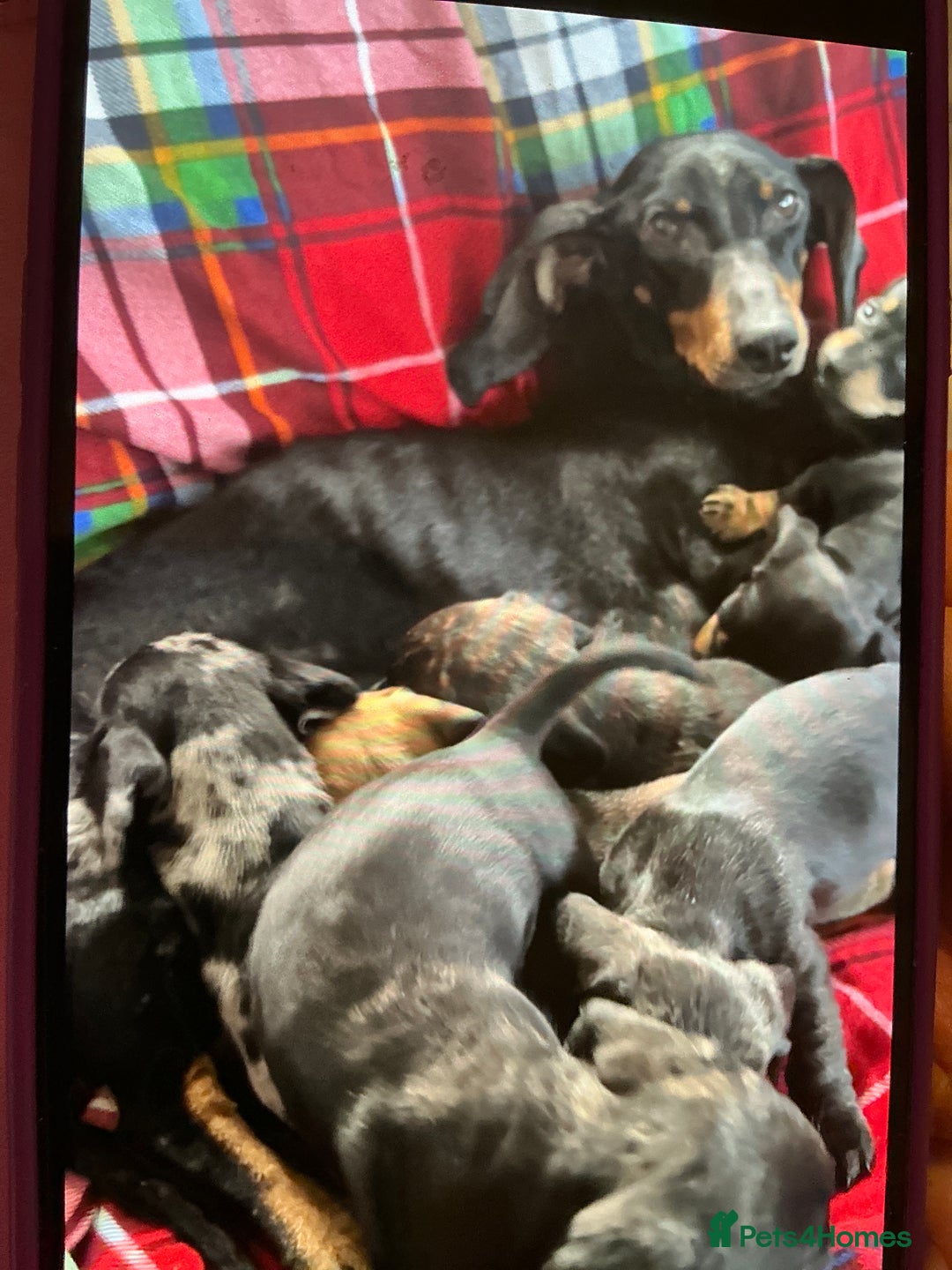 Dachshund dogs for sale: Dachshund - Advert 2