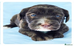 Labradoodle dogs for stud: Multigen/F3b Labradoodle Stud in Calne - Image 36