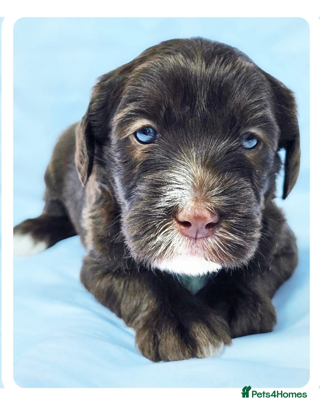 Labradoodle dogs for stud: Multigen/F3b Labradoodle Stud in Calne - Image 36