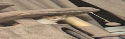 Mixed Breed cats for sale: Kitten  in Bedford - Advert 2