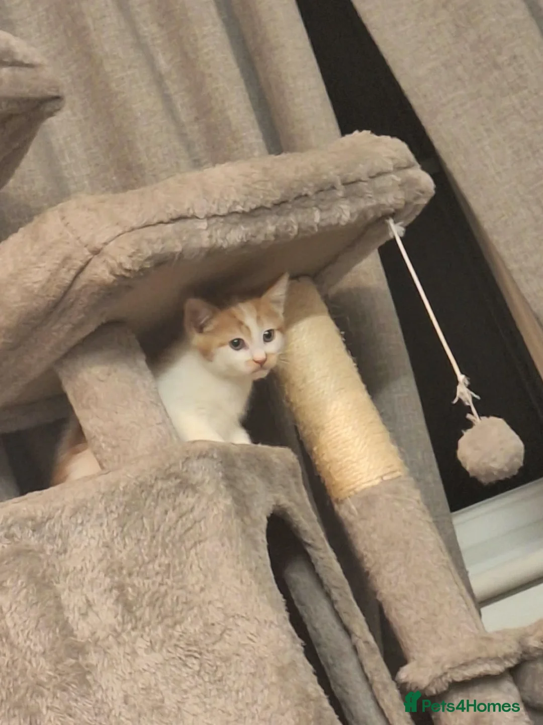 Mixed Breed cats for sale: Kitten  in Bedford - Advert 2