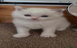 Ragdoll cats for sale: Stunning Ragdoll kittens. Ready 12 December - Image 9