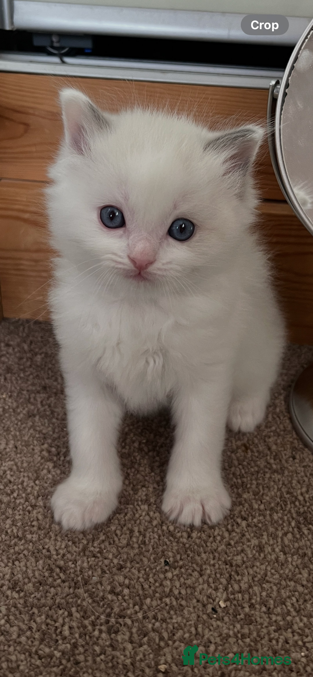 Ragdoll cats for sale: Stunning Ragdoll kittens. Ready 12 December - Image 9