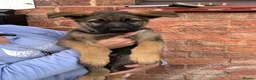 German Shepherd dogs for sale: 9 German shepherd puppies - Advert 16