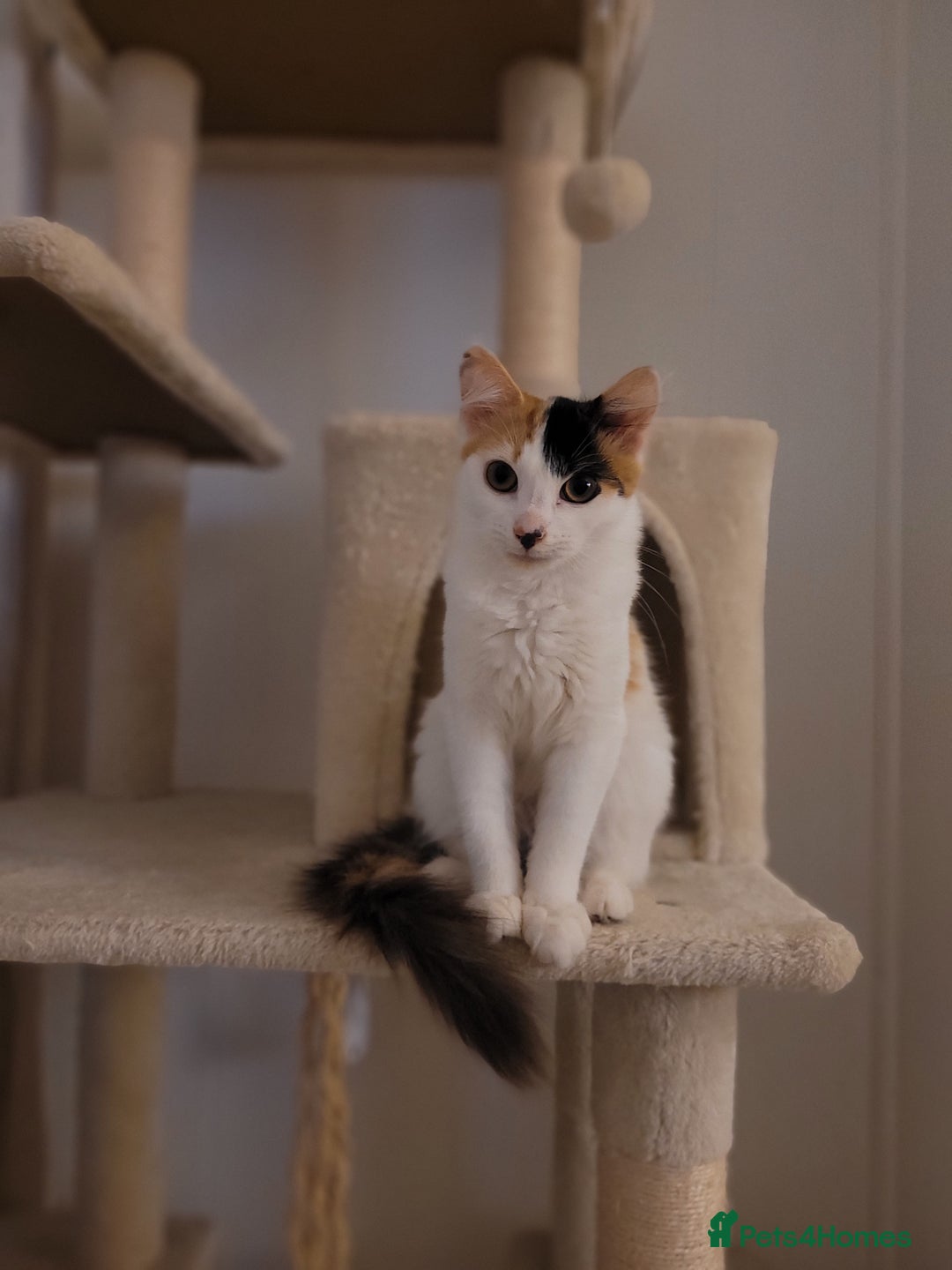 Mixed Breed cats for sale: 8 months old kitten - Advert 1