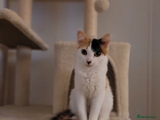 Mixed Breed cats 8 months old kitten - Advert 1