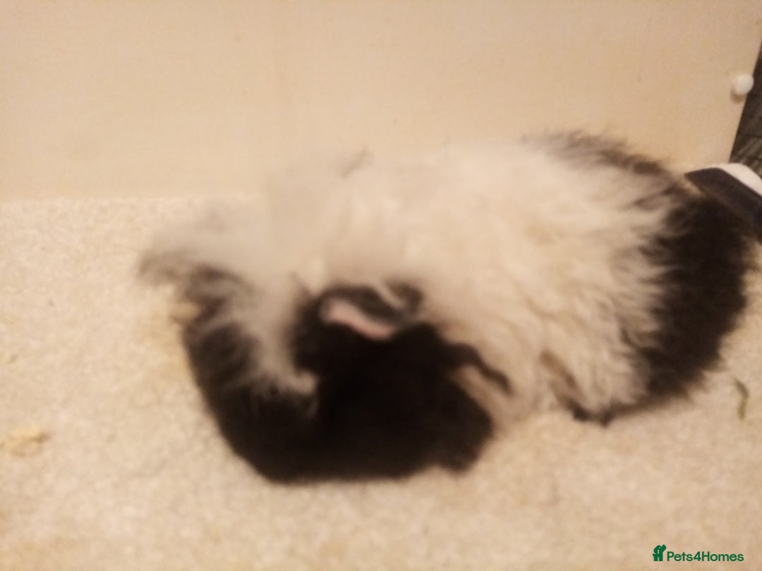 Guinea Pig rodents for sale: Sheltie, coronet, Merino Guinea pigs  - Advert 8
