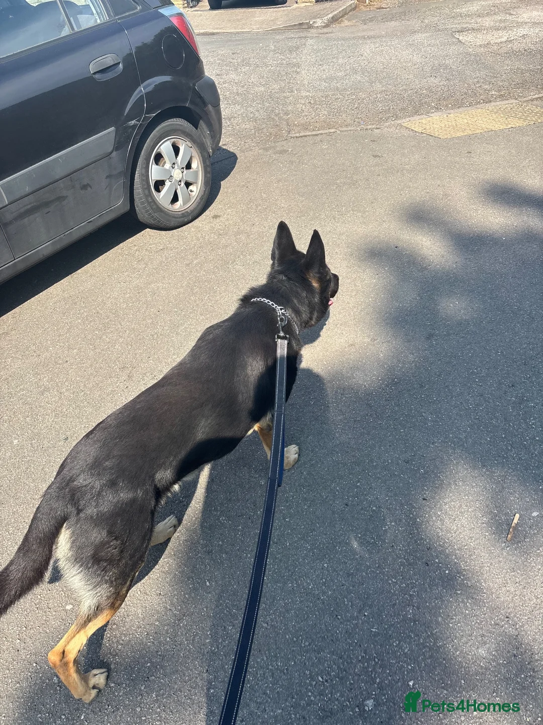 German Shepherd dogs for stud: Handsome German Shepherd x Dutch Shepherd for Stud - Advert 1