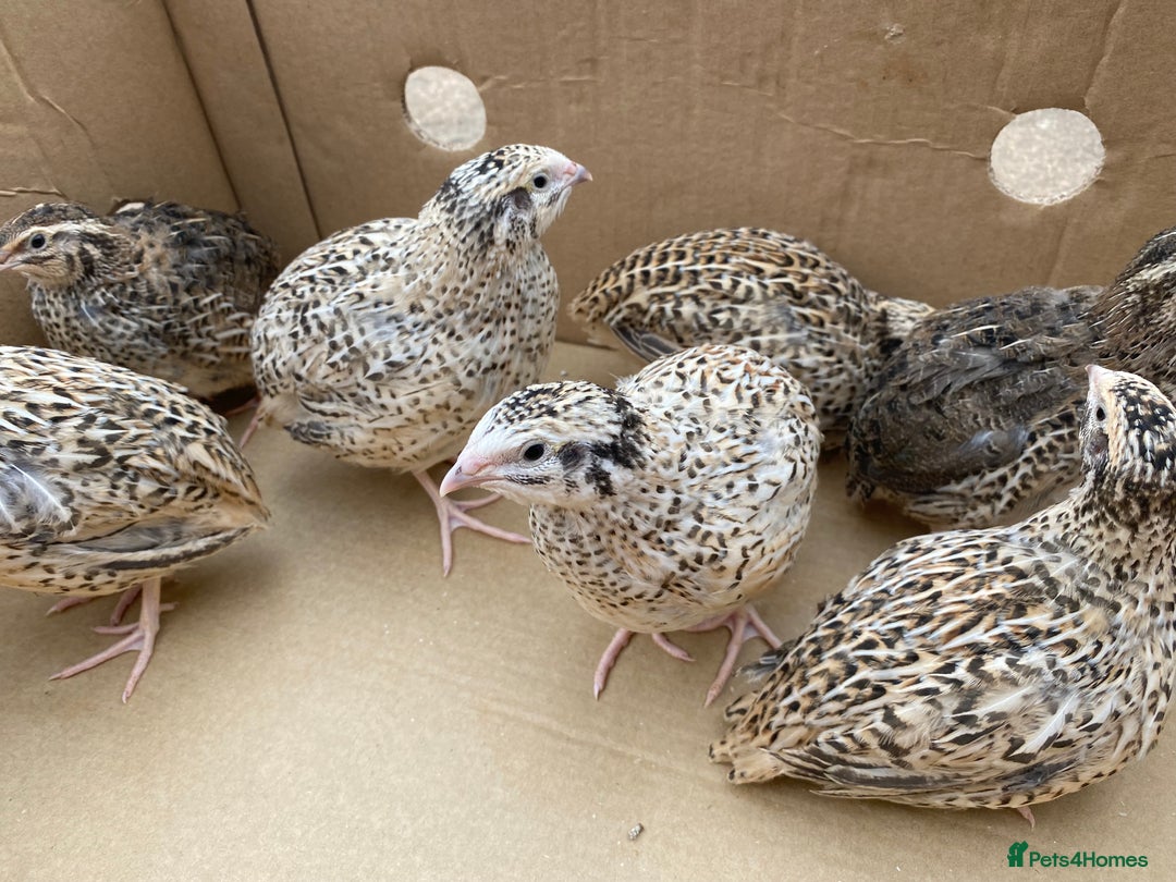 Quail poultry for sale: Jumbo Japanese, Italian, White and Rosetta quails - Advert 1