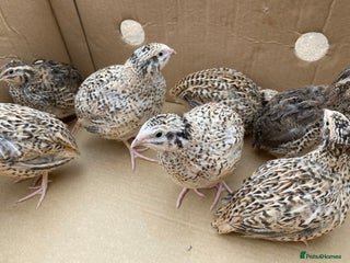 Quail poultry Jumbo Japanese, Italian, White and Rosetta quails - Advert 2