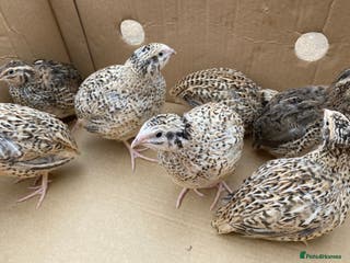 Quail poultry Jumbo Japanese, Italian, White and Rosetta quails - Advert 16