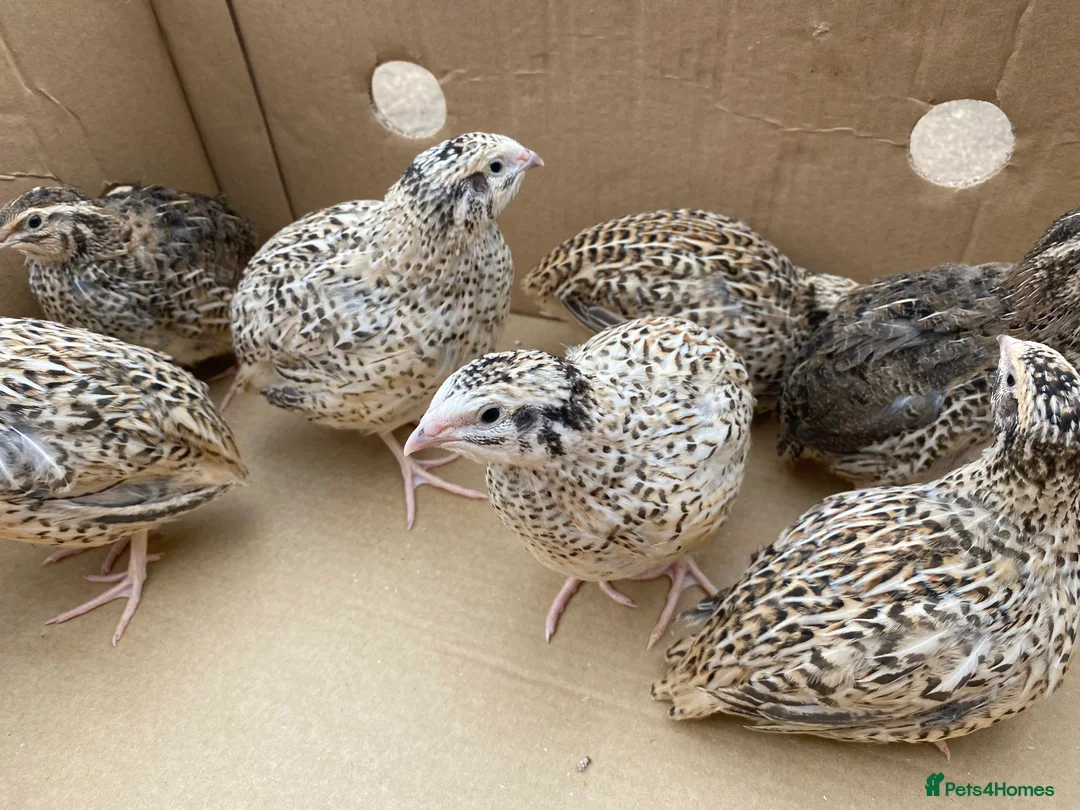 Quail poultry for sale: Jumbo Japanese, Italian, White and Rosetta quails - Advert 1