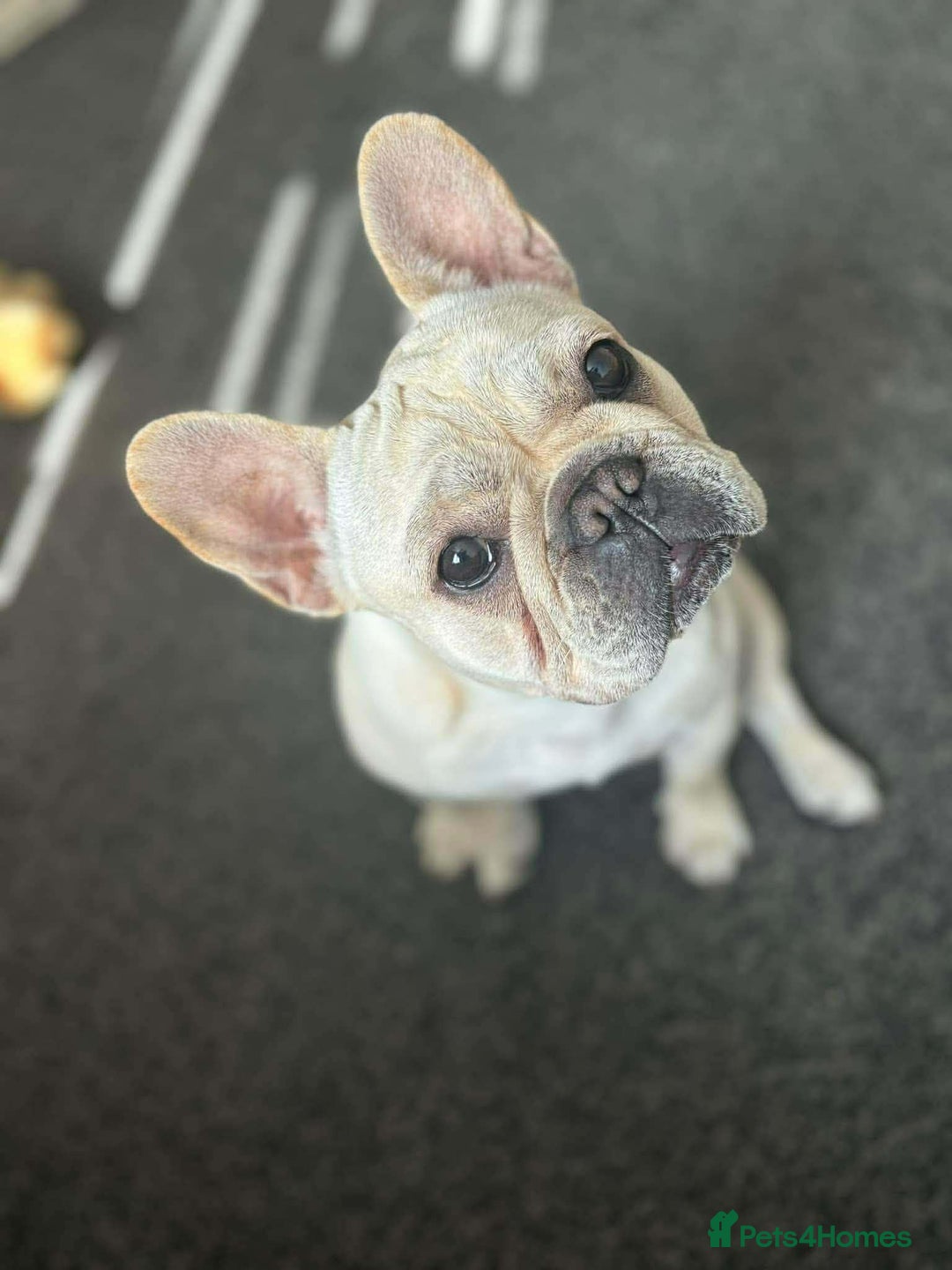 French Bulldog dogs for sale: 3 Beautiful French Bulldog Puppies  - Advert 9