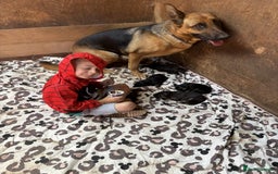 German Shepherd dogs for sale: German shepherd puppies  - Image 7