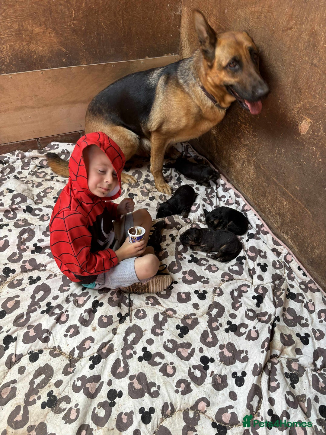 German Shepherd dogs for sale: German shepherd puppies  - Image 7