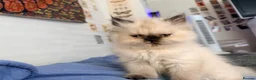 Persian cats for sale: 2 Male Gccf Persian Kittens  - Advert 7