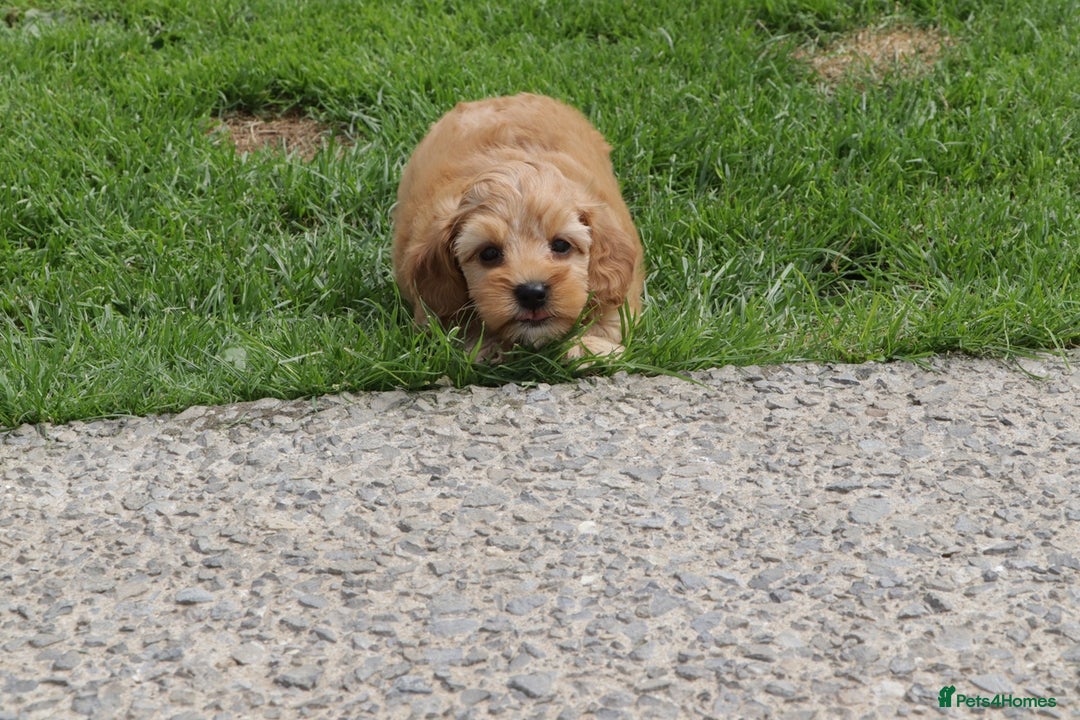 Cockapoo dogs for sale: Beautiful Cockapoo puppies for sale - Image 24