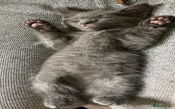 British Shorthair cats for sale: BTS x Ragdoll - Image 20