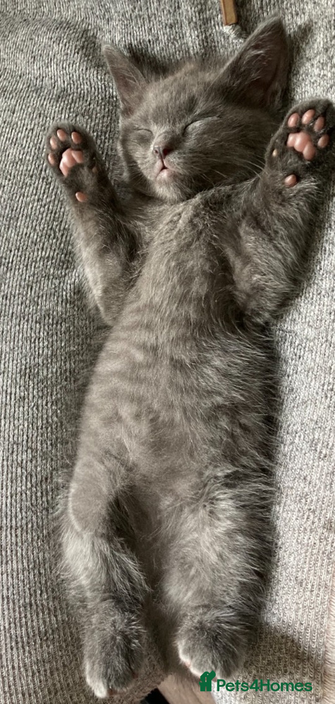 British Shorthair cats for sale: BTS x Ragdoll - Image 20
