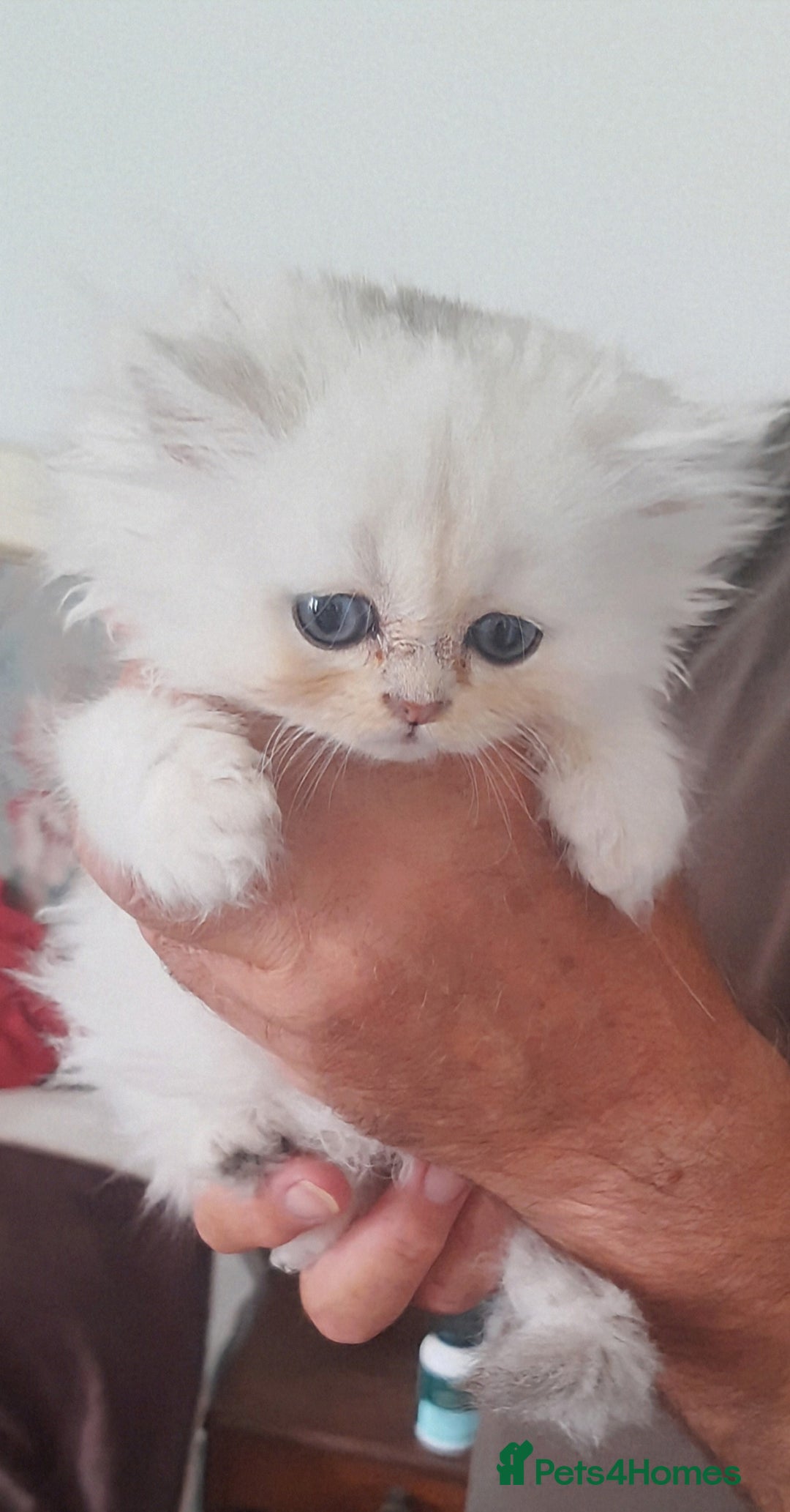 Persian cats for sale: Quality pure bred white tipped kittens - Image 15