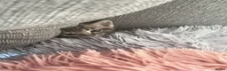 Mixed Breed cats for sale: 5 kittens for rehoming in London - Advert 7