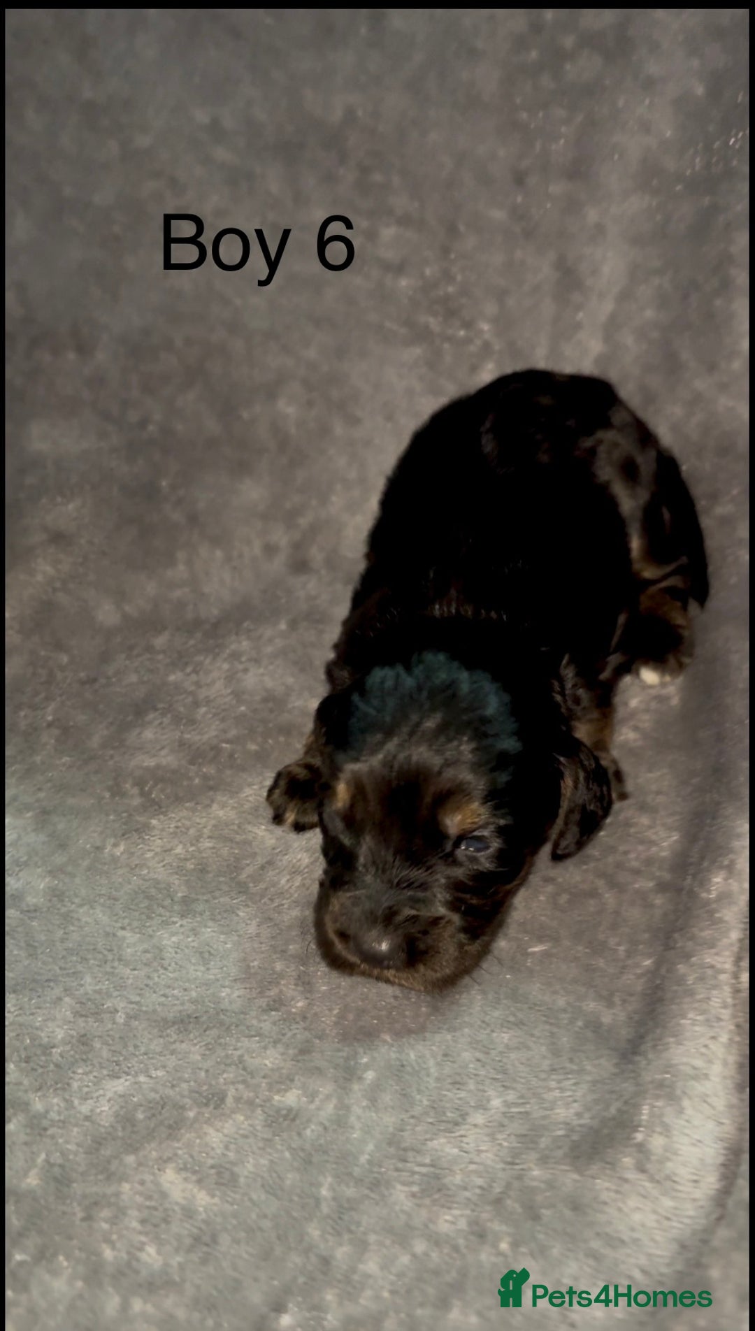 Cockapoo dogs for sale: Cockerpoos F1B - Advert 9