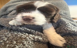 Mixed Breed dogs for sale: SprockerPoo Puppies ready 16/12 - Advert 15