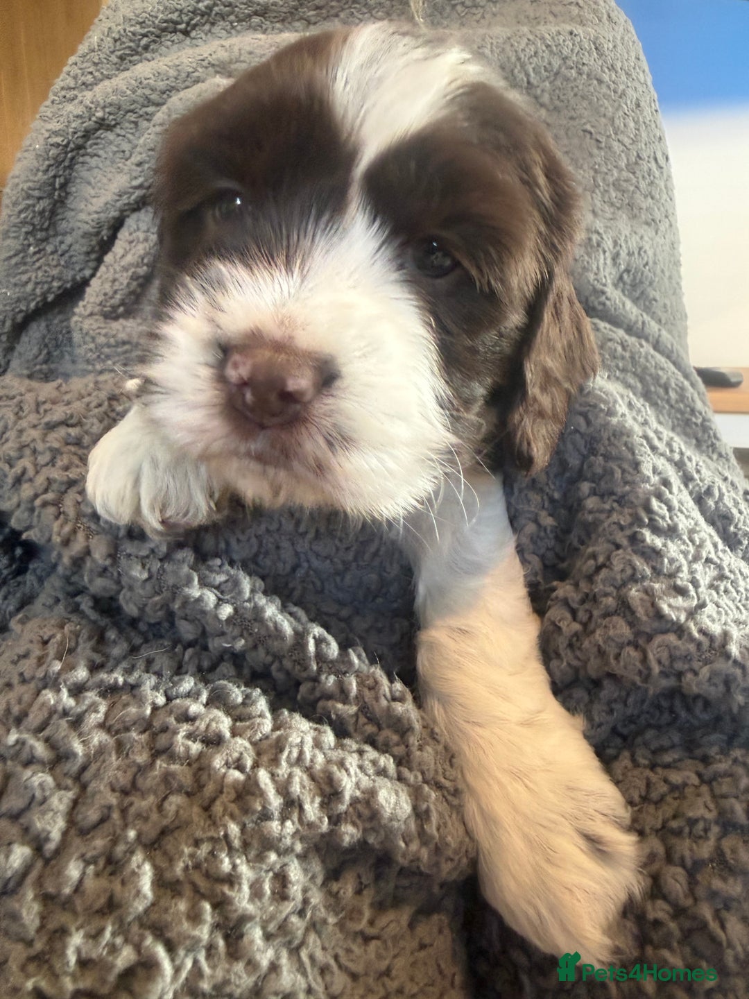 Mixed Breed dogs for sale: SprockerPoo Puppies ready 16/12 - Advert 15