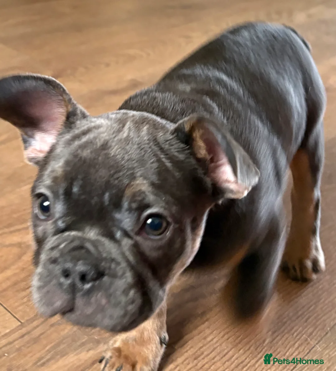 French Bulldog dogs for sale: mrs karen  - Advert 13