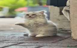 Persian cats for sale: Lovely Persian cats  - Image 17
