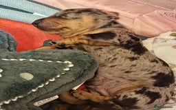 Miniature Dachshund dogs for sale: Miniature Dachshund puppies. Readying Soon! - Image 12
