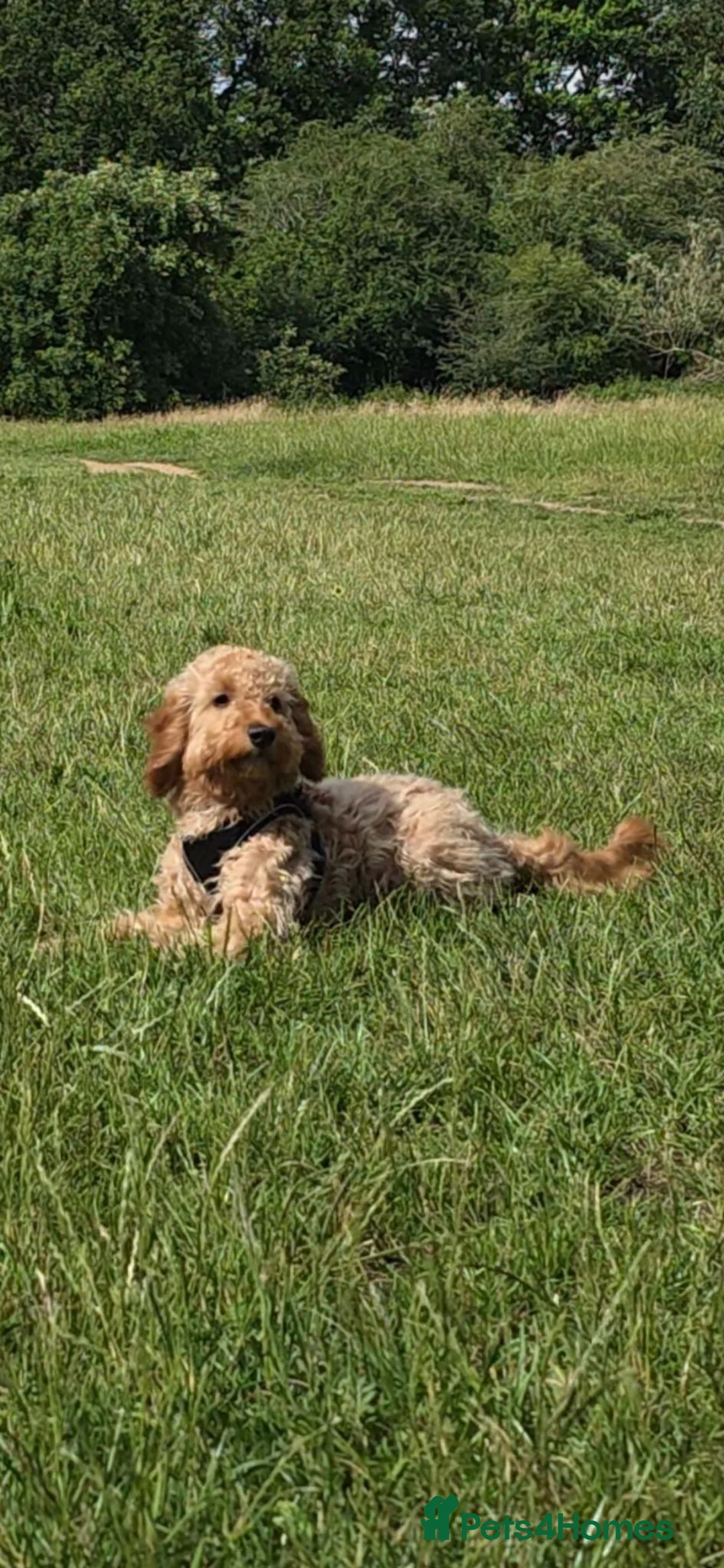 Cockapoo dogs for sale: Cockapoo Puppy – Friendly and Healthy in Kingston upon Thames - Advert 2