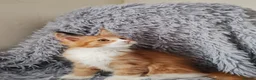 Maine Coon cats for sale: Russian bloodline Maine coon kittens in Leeds - Advert 8