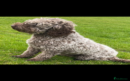 Australian Labradoodle dogs for sale: Multi generation Australian Labradoodles - Image 5
