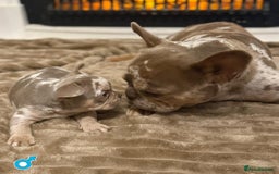 French Bulldog dogs for sale: Rojo and Isabella Merle Pups - Image 3