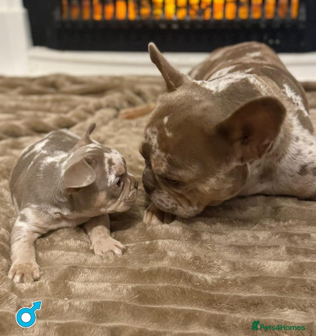 French Bulldog dogs for sale: Rojo and Isabella Merle Pups - Image 3