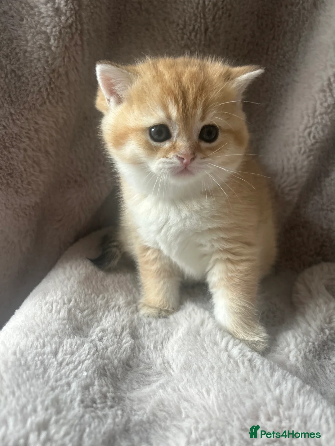Scottish Fold cats for sale: Beautiful Gold Chinchilla babies  - Advert 25