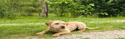Mixed Breed dogs for adoption: Indie – Gorgeous Young Shar Pei Cross - Advert 4