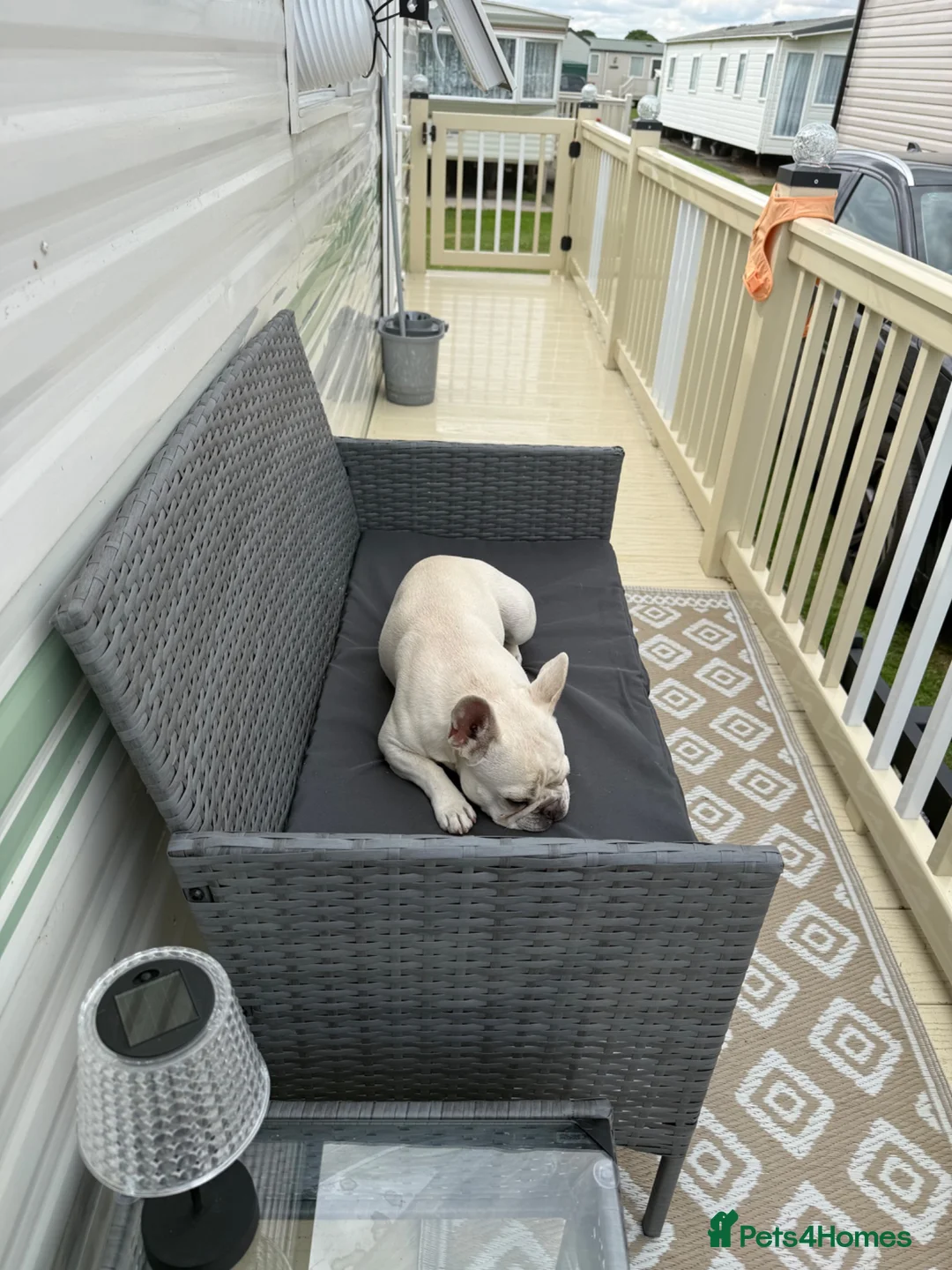 French Bulldog dogs for adoption: Gorgeous platinum female French bulldog in Sutton-in-Ashfield - Advert 3