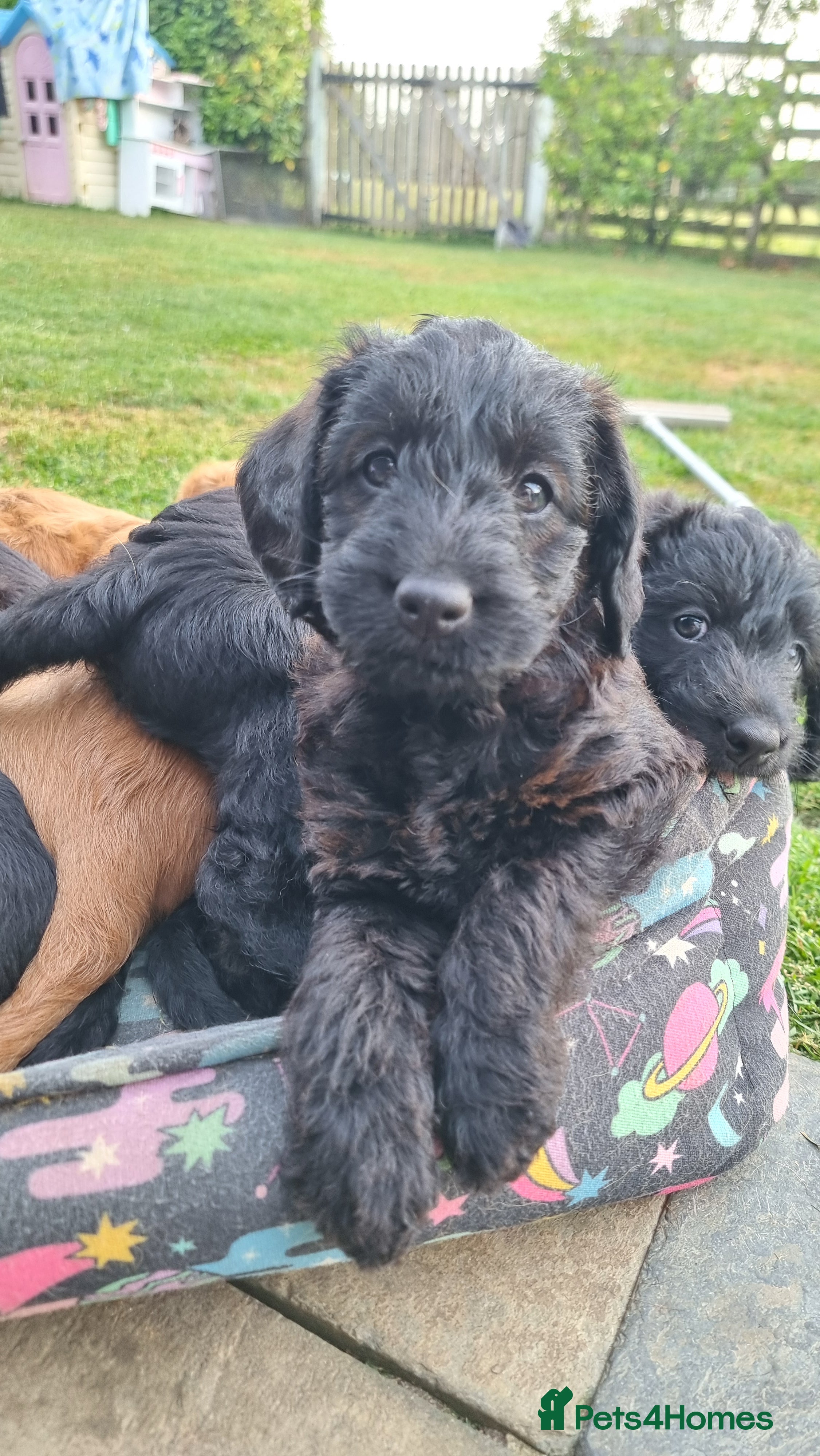 Labradoodle dogs Wonderful labradoodle puppies - Advert 2